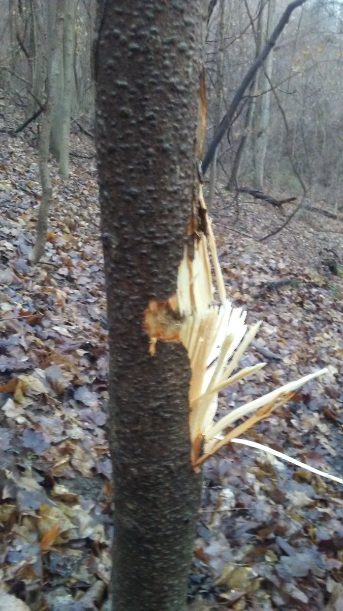 Missed a doe saturday with my flintlock and hit the tree behind her