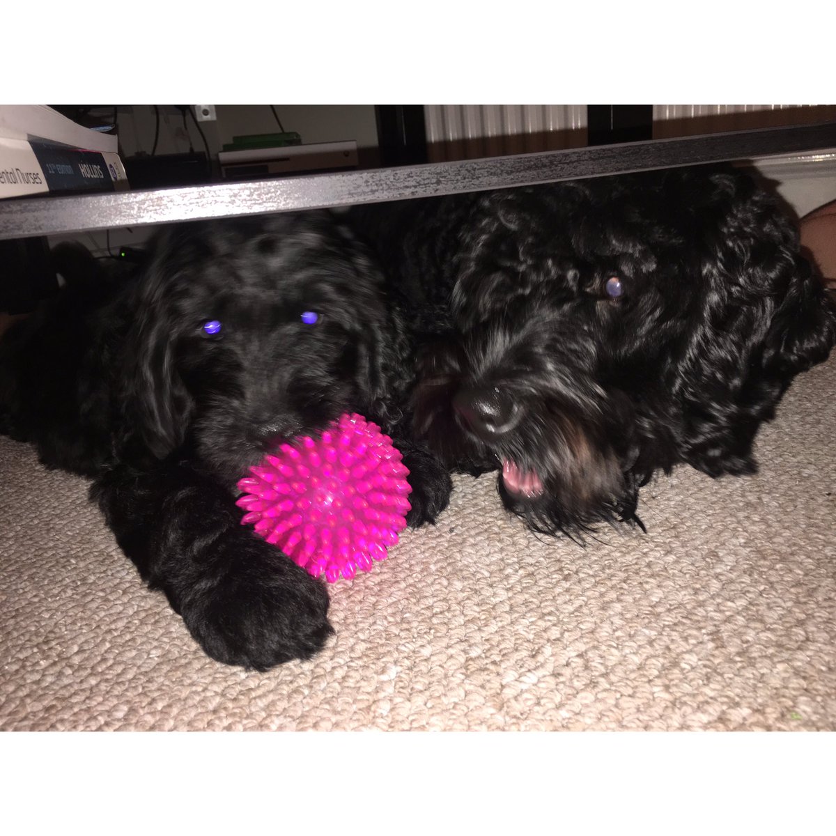 chlocox1's tweet image. I'm a crazy dog lover now, proud aunty of two little beauties 🐶❤️ welcoming my little niece to the family. #ivelostit