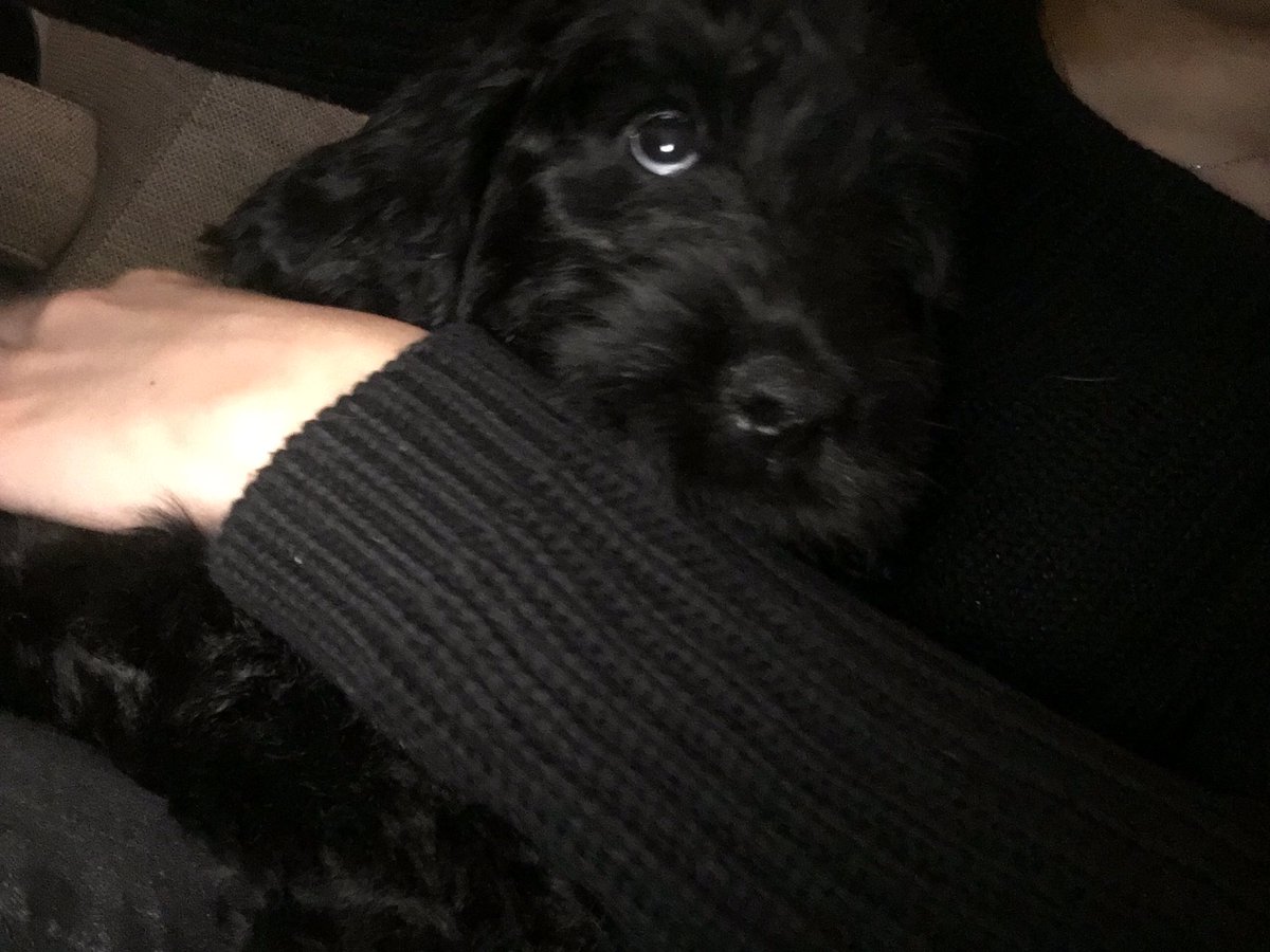chlocox1's tweet image. I'm a crazy dog lover now, proud aunty of two little beauties 🐶❤️ welcoming my little niece to the family. #ivelostit