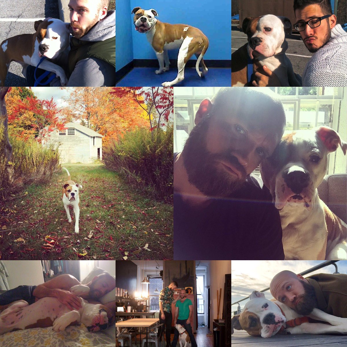 thisismrwilson's tweet photo. Happy rescue day to Bogie. 5 years strong! #rescuedog #rescuemen #ilovemydog #dogs #bulldog #americanbulldog #boxer #love #poop https://t.co/sIXItPXWNm