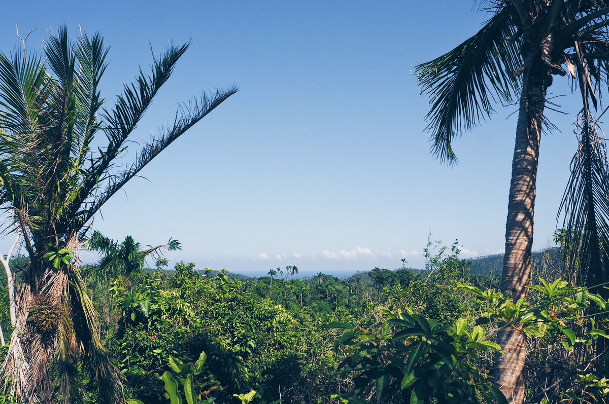 Reisehappen's tweet photo. Traumhafte Wanderungen durch den Regenwald. Baracoa ist einfach Natur pur!

#TROTTERmundo #cubaTROTTER https://t.co/yxpyP0kFmV