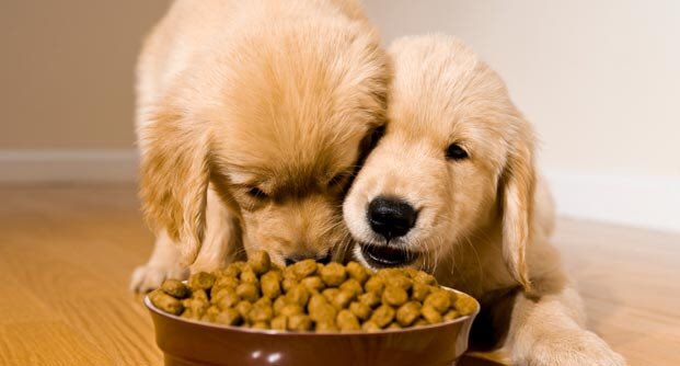 FitKibble's tweet image. How does your pet food compare to the top brands? #health svy.mk/2j3h5be
