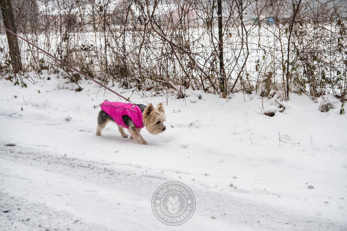 LouBrutus's tweet photo. Darla the Abominable Snow Puppy on the move! #DarlaTheWonderDog #SaturdayMorning #Snowday #SnowDay2017 #SnowApocalypse #SnowApocalypse2017 https://t.co/SwsoOpDXsi