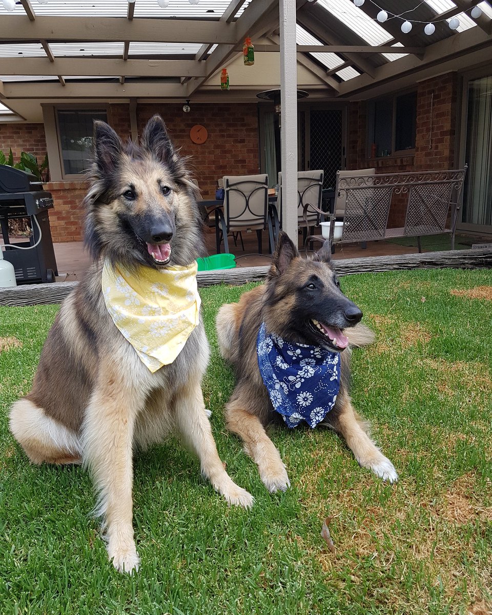 TrufyH's tweet photo. Going out and about with stress free bandannas on. #amendthebill #jaalapulford # Dogs Victoria https://t.co/mMAZYBZMvi