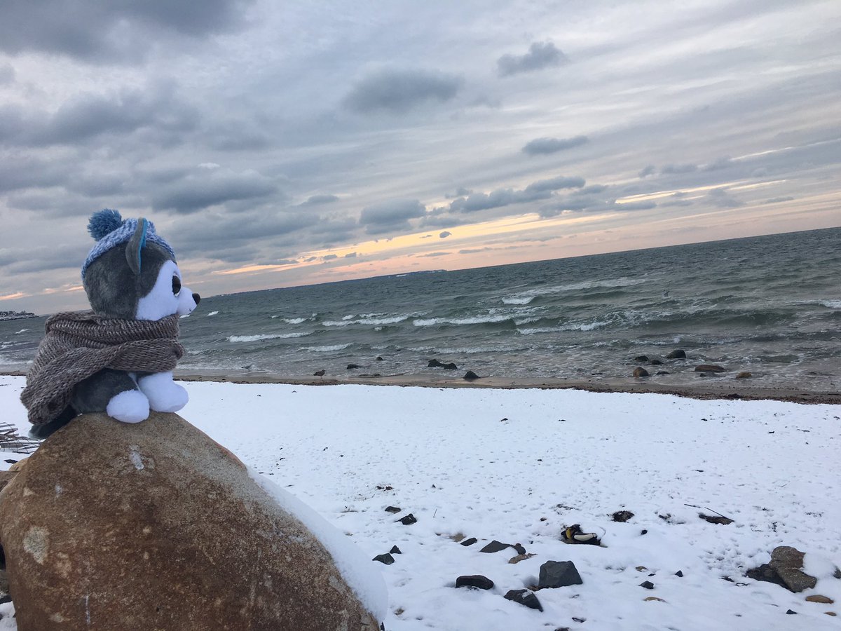maverick_pup's tweet photo. This has to be me favorite part of my new home. There is nothing better than a long walk by the ocean to clear the mind. #FeelingWavey https://t.co/UBw1vXIgA1
