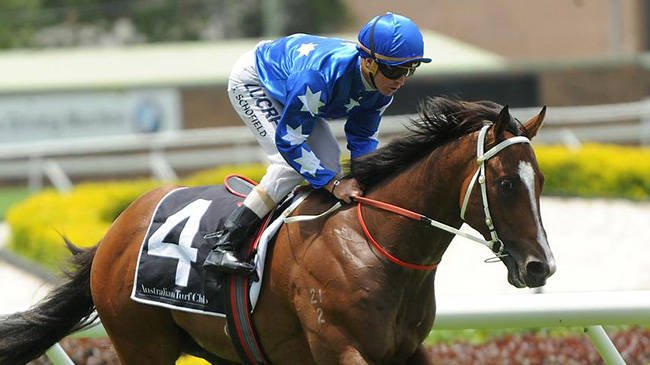 Aushorse tweet media