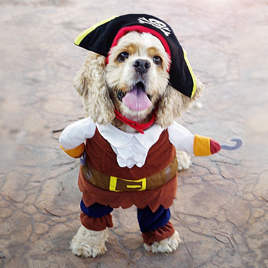 Puppy_Pupper's tweet photo. Check out Pirate Doggo Costume. Now only $11.99 at Puppy Pupper #puppypupper ... https://t.co/zlzlwyLXew https://t.co/IxDpbaTmxZ