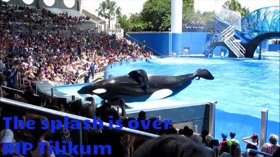 Tilikum's Last Splash bit.ly/2iQme6K