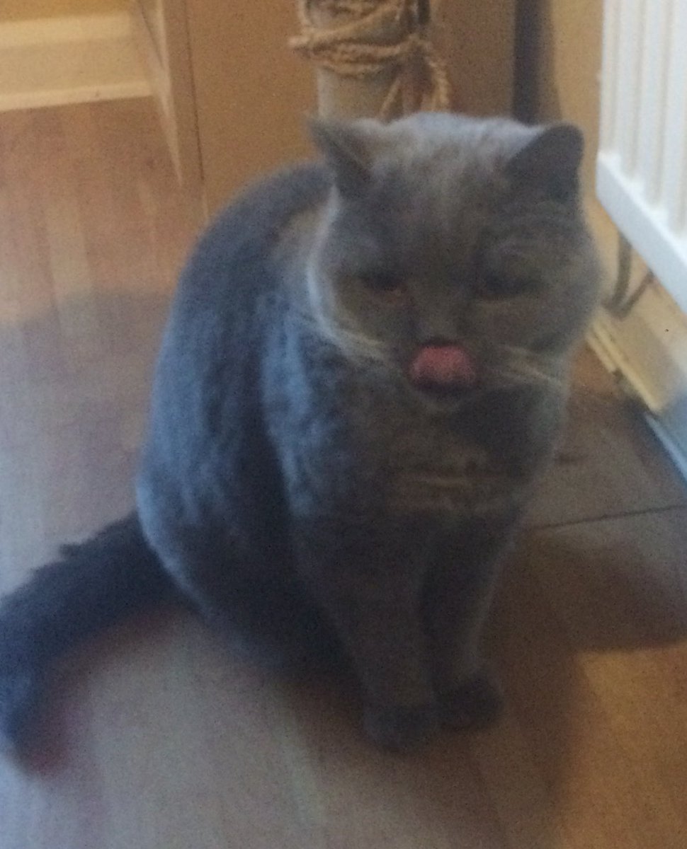 TopCatFlaps tweet picture