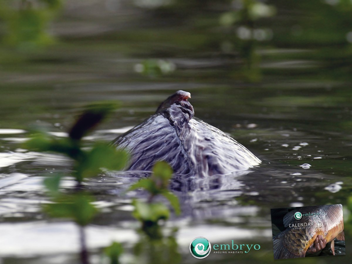 Help protect UK's carp! £7 from the £7.99 Embryo Calendar goes to otter fencing fisheries. goo.gl/1ysKqe