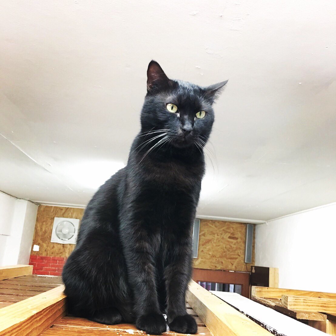 ট ইট র 沖縄ねこライフ カッコイイ大人猫とは 今日は各地で成人式が行われていますね ボスのようにシュッとしたかっこいい大人になりたいですよね 今日も元気に営業しております 日曜のお昼をマッタリ過ごしたい方はぜひ遊びに来てくださいね