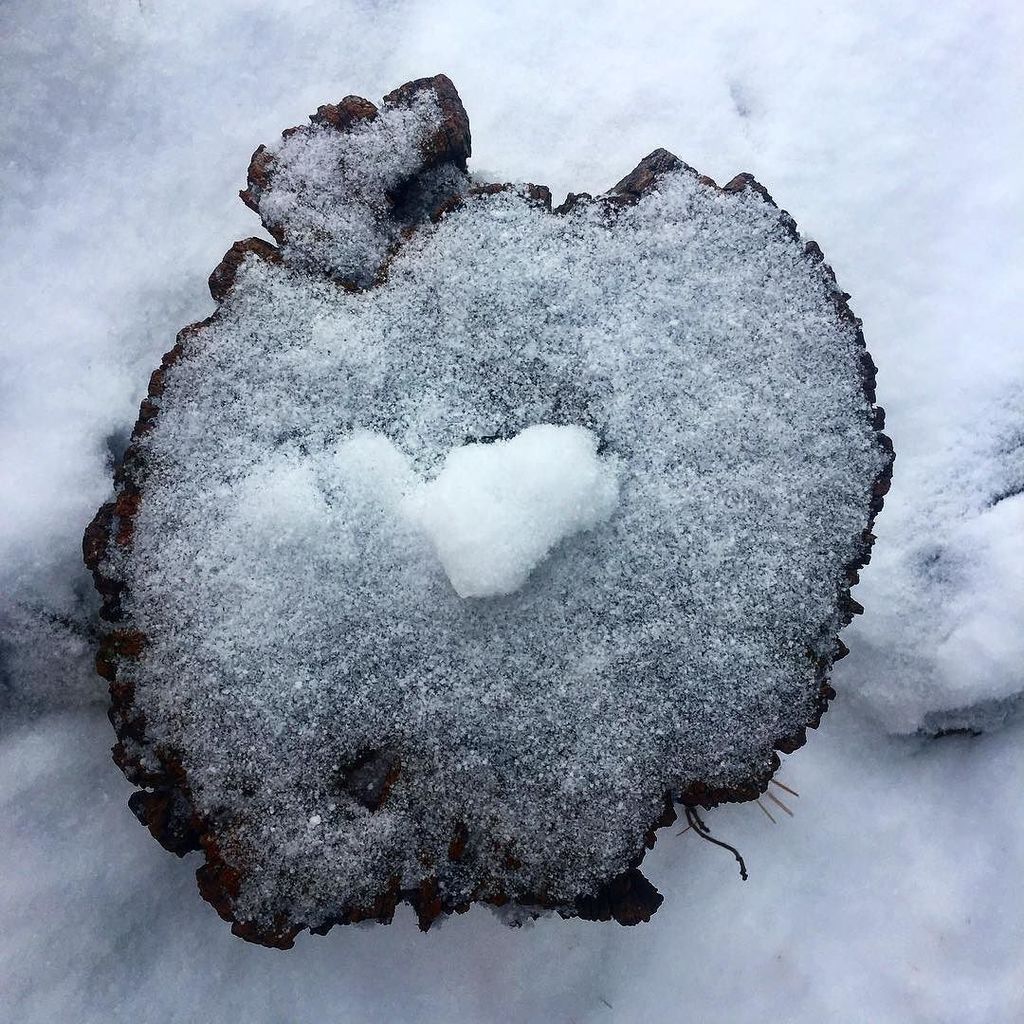 StyleEyesBlog's tweet image. #freshlyfallensnow upon #treestump #snow #lookingdown