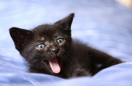 Panthers's tweet photo. RT if you agree that this baby photo of @SirPurr is adorable

#OlsenWPMOYChallenge
#OlsenWPMOYChallenge 
#OlsenWPMOYChallenge https://t.co/myEPmWIOY1