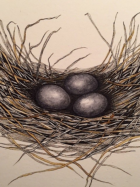 Barn Owl's Nest by Susan Taylor #birdart #nest #bloodstargallery