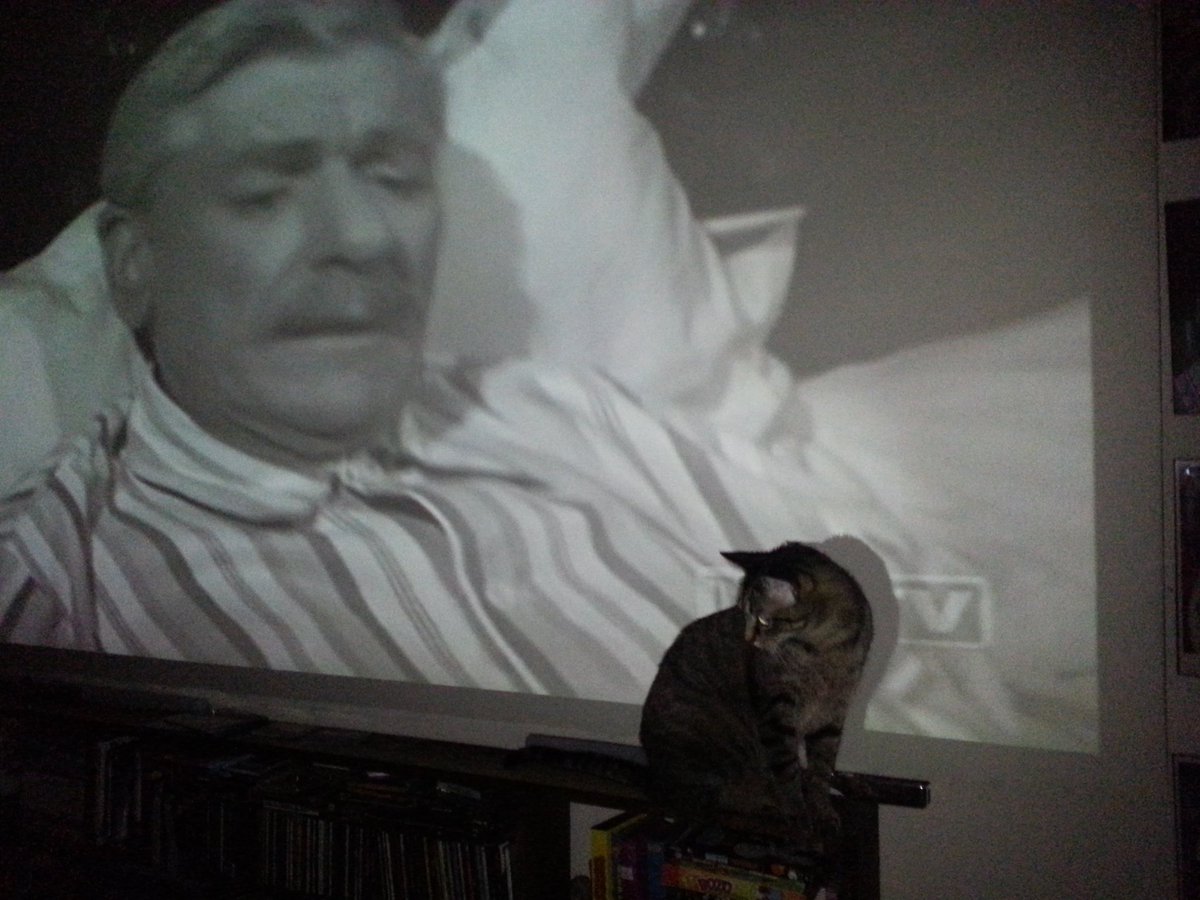 VernyGrom's tweet photo. @MeTV @Svengoolie our own kitty getting in on the action of #TheShadowoftheCat :) https://t.co/NyPDPQQ6tv