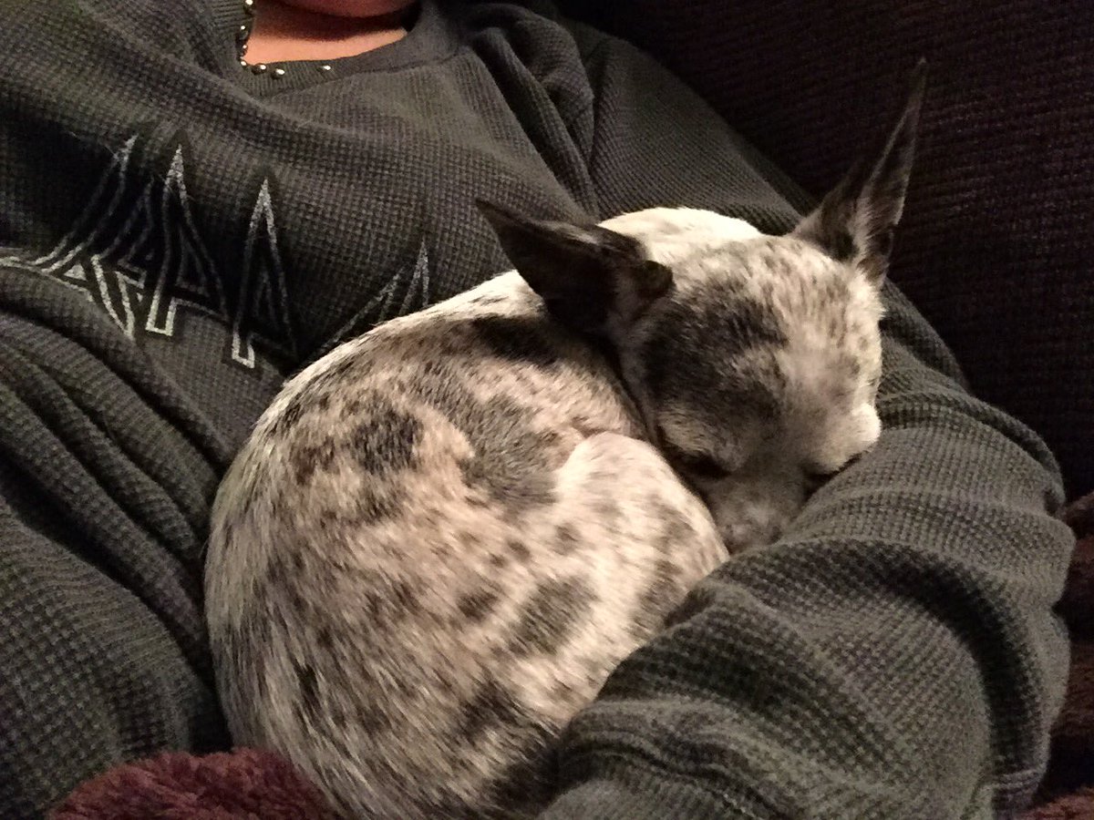 Ross1989Sarah's tweet photo. My dogs are warm, but what about the pups left outside!😡😪😡#denveranimalcontrol #afterhours #nohelpforthehelpless https://t.co/pgUm9aLck6