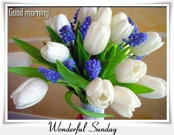 ranigill7's tweet photo. @ranigillfc 
@pari25tri 
@bluvd18 
#gm friends
#sunday 8th of jan 2017
#stay happy and blessed 
gbu all https://t.co/WSbEnLCUKP