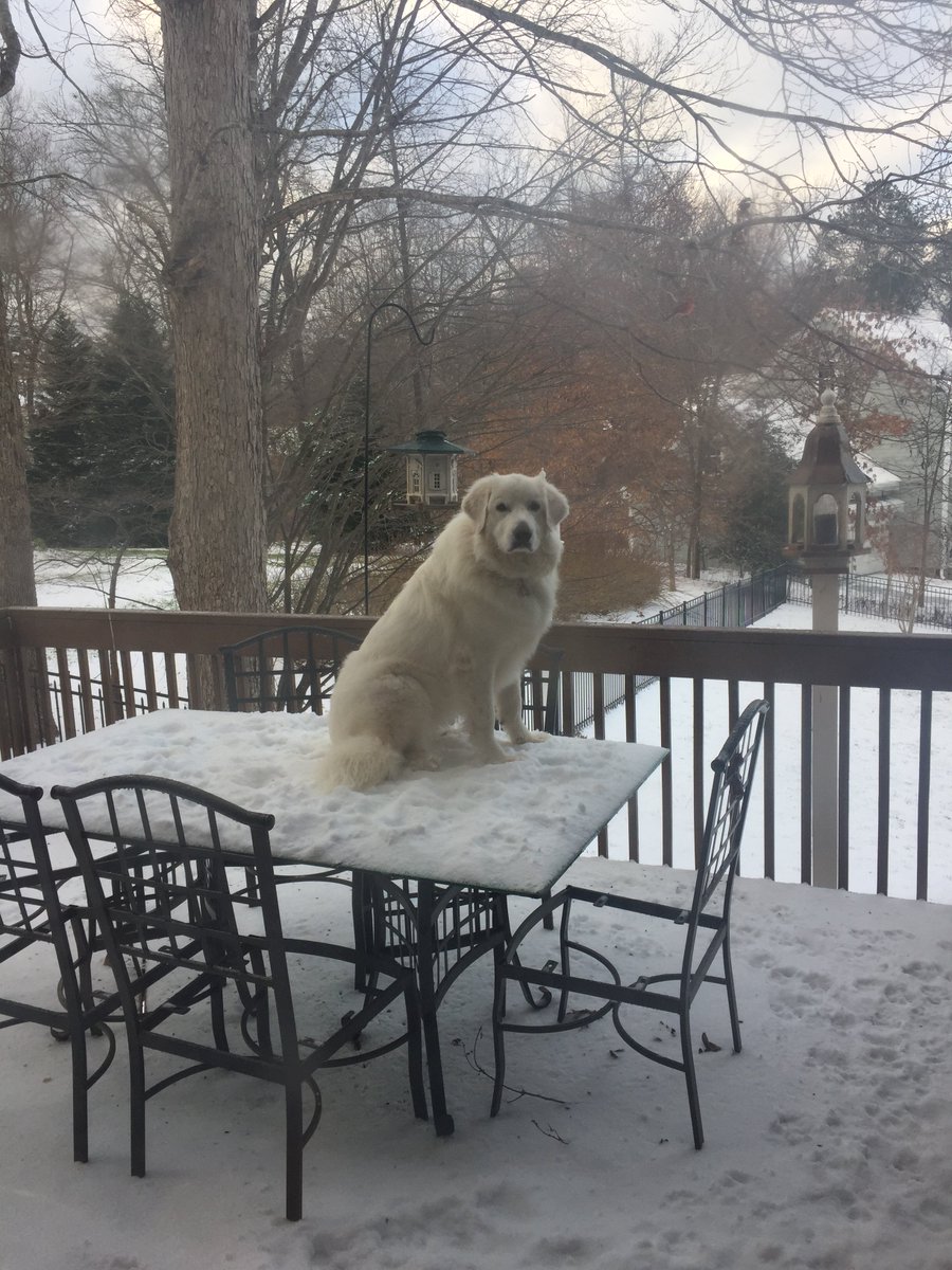 AdultColoringBk's tweet photo. Stealing peanut butter treats I put on the table for the birds. https://t.co/nMAGBQnnd0