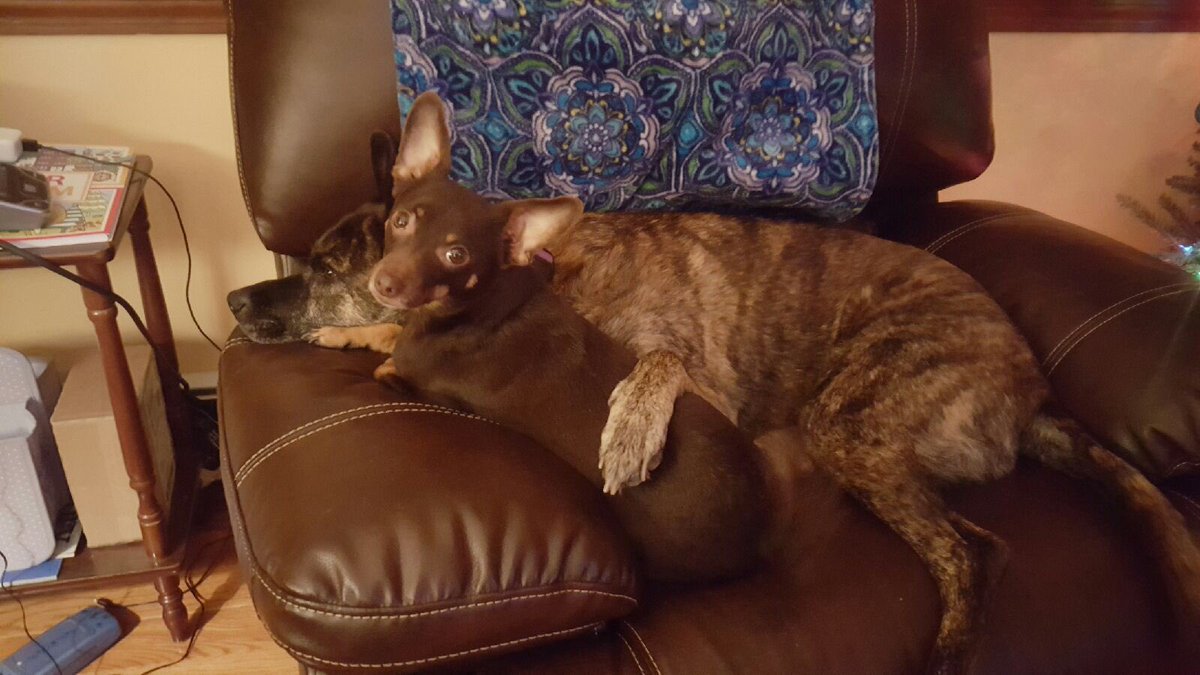 officeDogIMT's tweet photo. How I stay warm during a #snowday #dogsoftwitter #winterstormbreanna https://t.co/RWBv7MJEW7