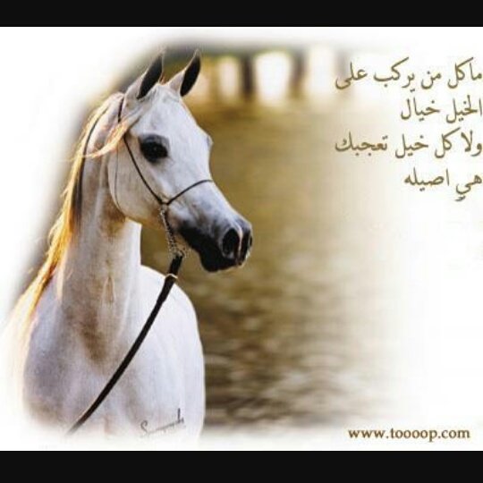 عاشقة الخيول♥♥♡ (@qifdamriijvwjzc) on Twitter photo 
