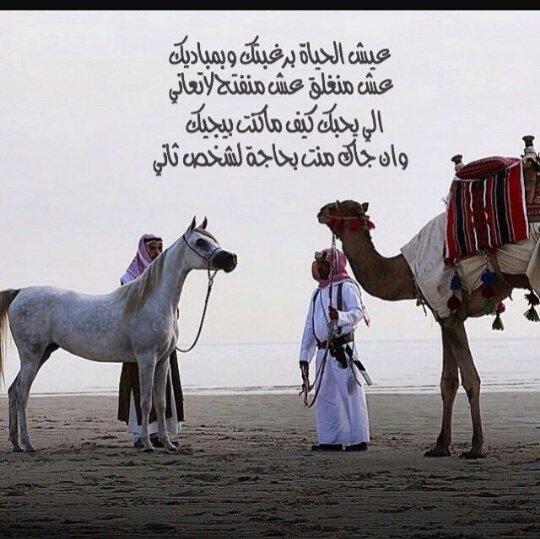 عاشقة الخيول♥♥♡ (@qifdamriijvwjzc) on Twitter photo 