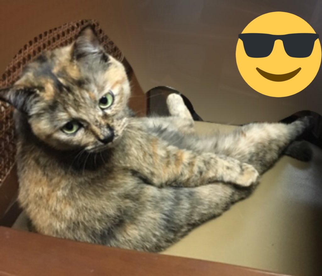 古賀葵 おじさんのふりかえり にゃー T Co 2khpyzeox4 Twitter