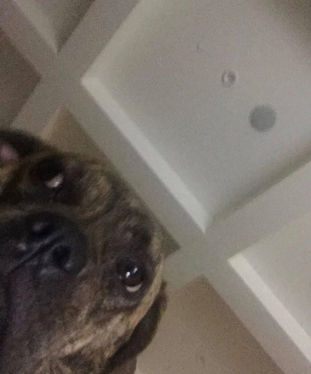 lixapphire's tweet photo. when you accidentally open the front camera... @ArianaGrande https://t.co/PcauOdzjw1