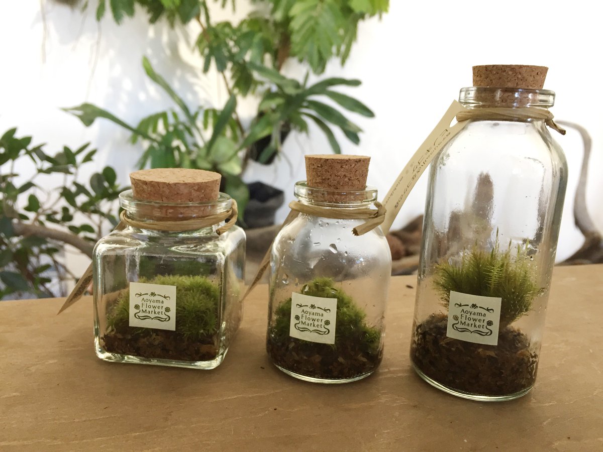 #苔テラリウム販売 hashtag on Twitter