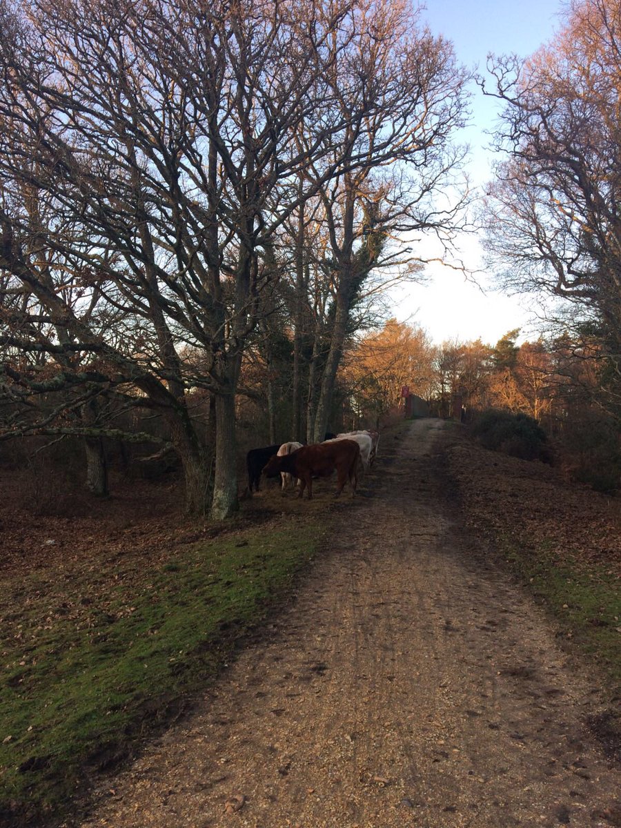 Lovely walk around the Pig Brockenhurst.
🐷