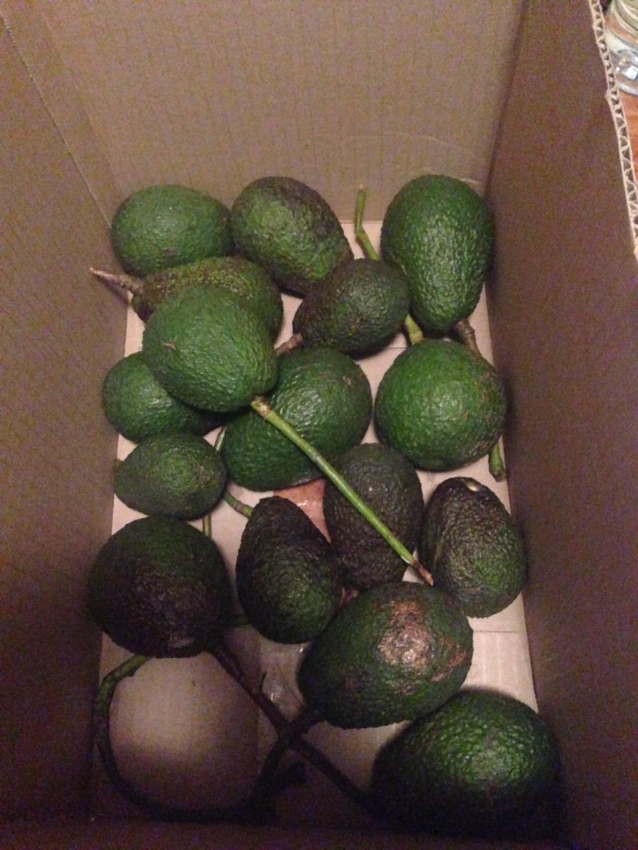 Becs's tweet photo. Avocado privilege.
#whereismyhouse https://t.co/GM5r8KWMBm