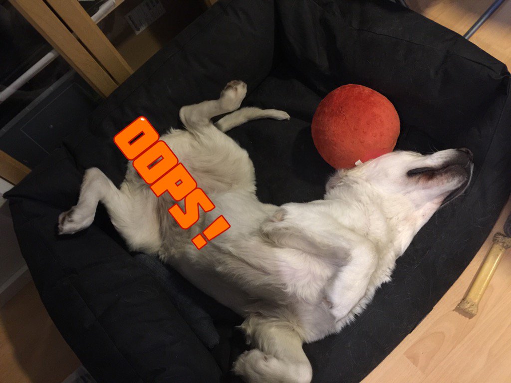 followgrubby's tweet photo. It's Sunday can I sleep in a bit more?#Logan #BottomsUp https://t.co/PLte1RHy7h
