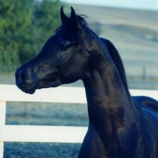 و تذكر انّ من تعرفه الخيل لن يجهله الناس.♡♥♡