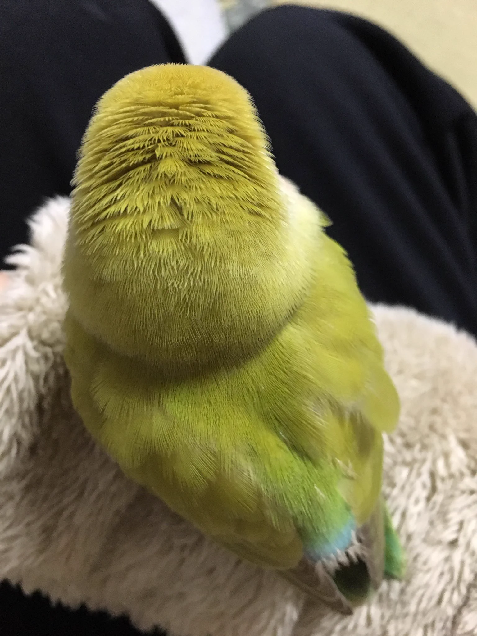 コザクラインコってこんなに丸くなるの！？だんだん和菓子に見えてきたｗｗｗ