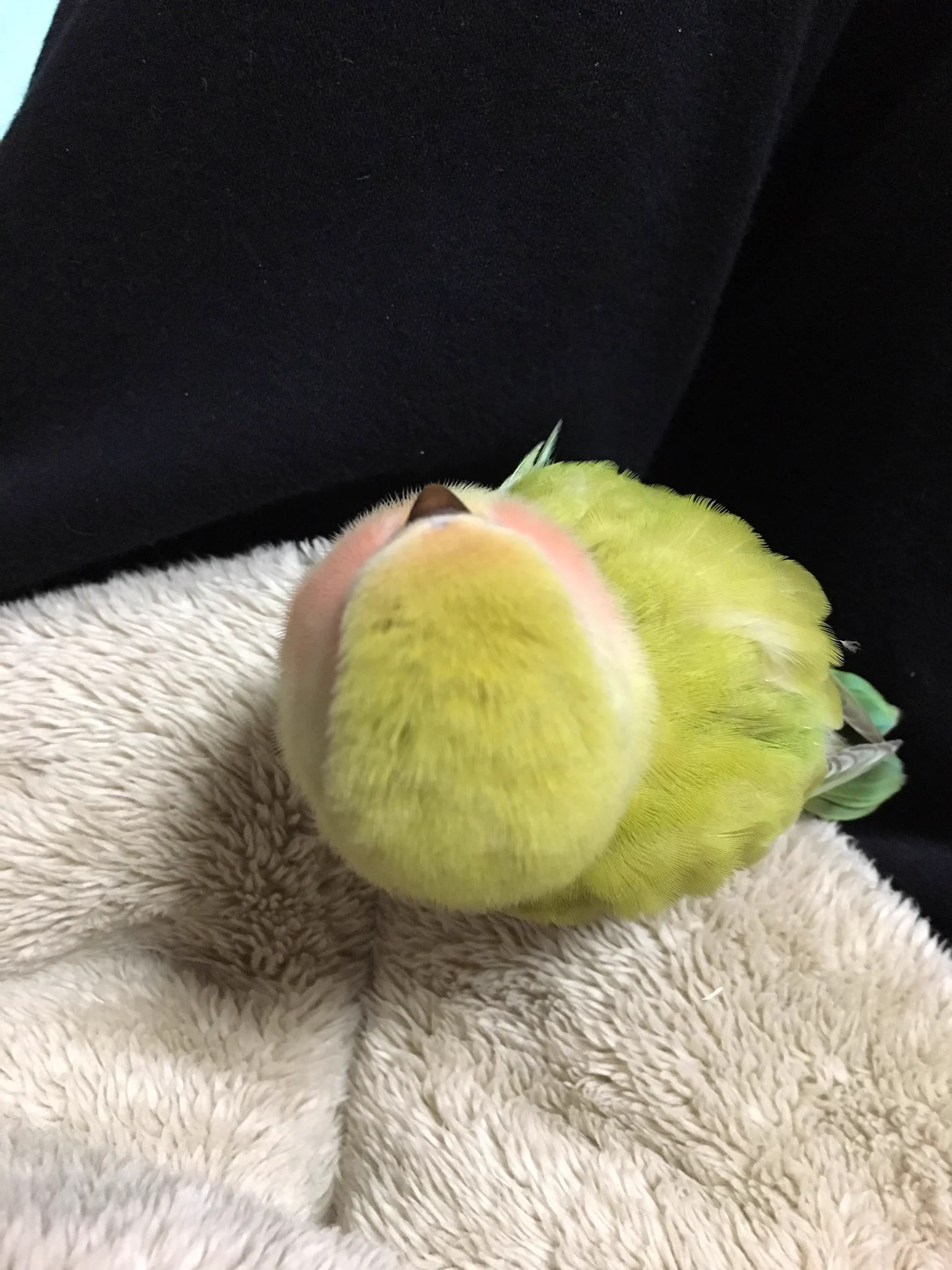 コザクラインコってこんなに丸くなるの！？だんだん和菓子に見えてきたｗｗｗ