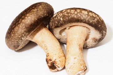 しいたけについた虫の取り方は ひだ 裏側でも確実に除去できる方法を紹介 ちそう