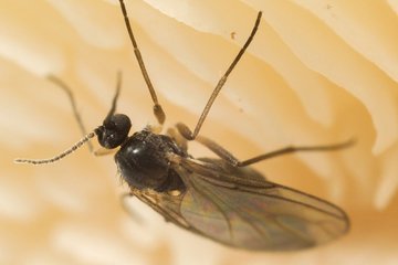 しいたけについた虫の取り方は ひだ 裏側でも確実に除去できる方法を紹介 ちそう