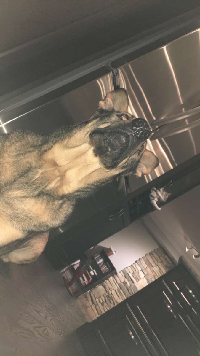 rileyarmstrong_'s tweet photo. ‼️‼️please retweet this &amp; help me find her‼️‼️😭 https://t.co/eYaL6bqUuc