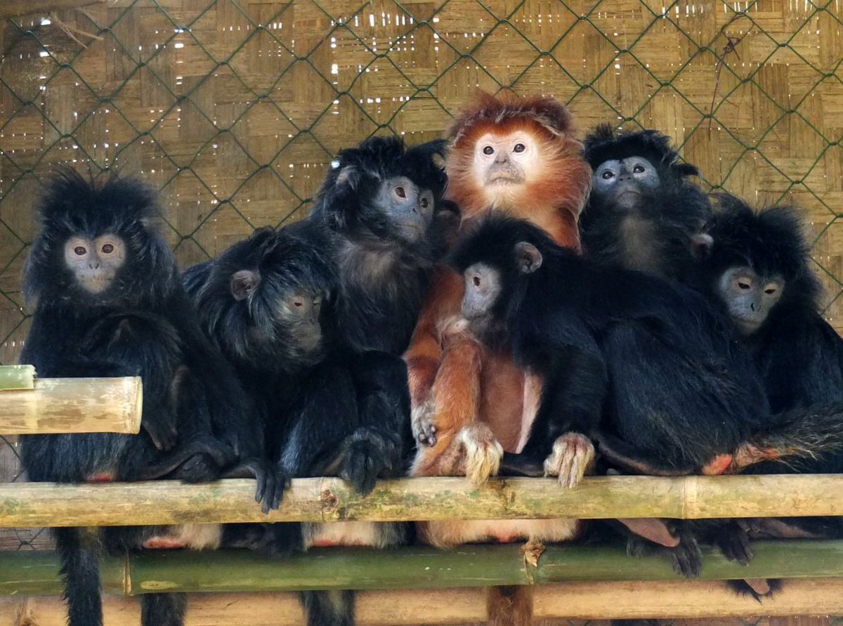 We’re so proud! Our Javan langurs arrived in Java safe and sound, and are being well cared for by the Javan Primates Conservation Project.