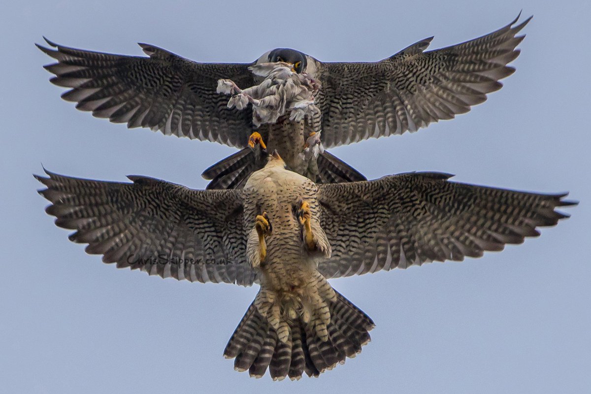 avesibericas's tweet photo. ¡Vaya foto de @PeregrineSkip! De lo mejor que he visto últimamente.
#HalcónPeregrino https://t.co/woiJ4wkz46