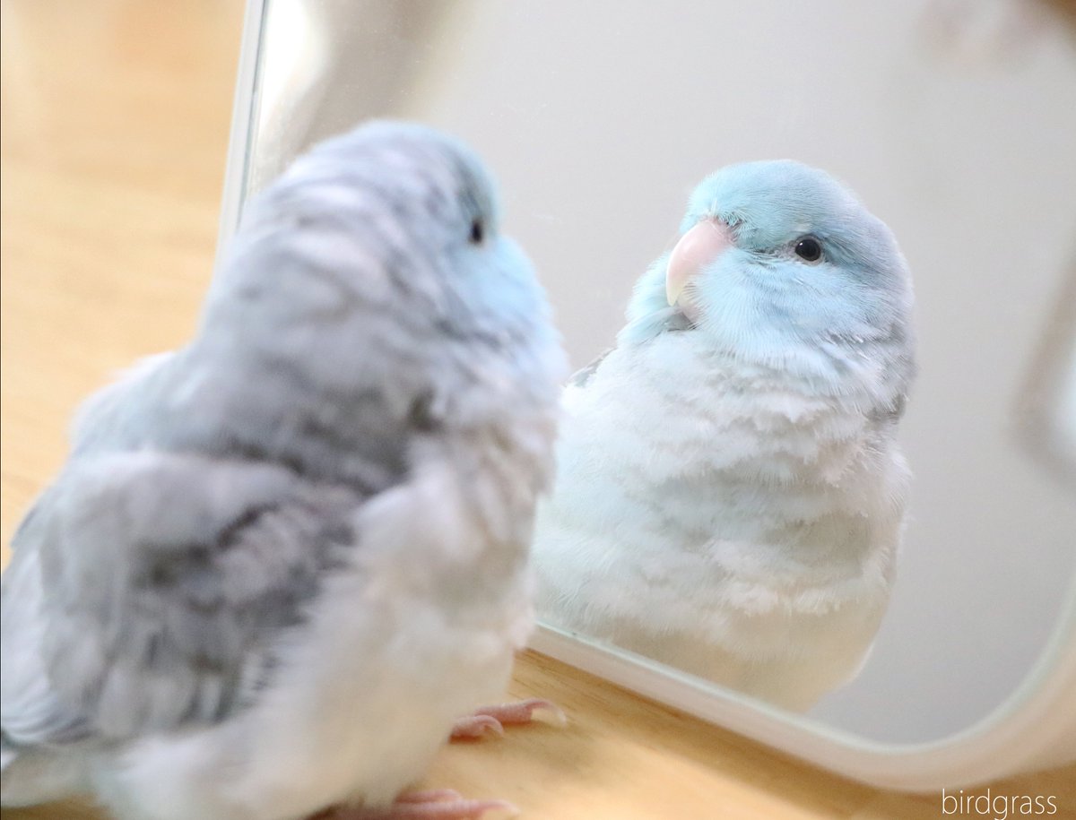 リンママ 捜索中 On Twitter 鏡よ鏡 鏡さん 世界で一番かわいい子は誰ですかー 鏡開き マメルリハ Iインコ 鳥 小鳥