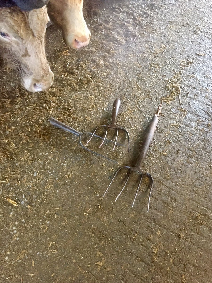 gpkilbeg's tweet photo. This is the situation of a Sunday morning🙄 #notonebutthree https://t.co/J846AftQ0V