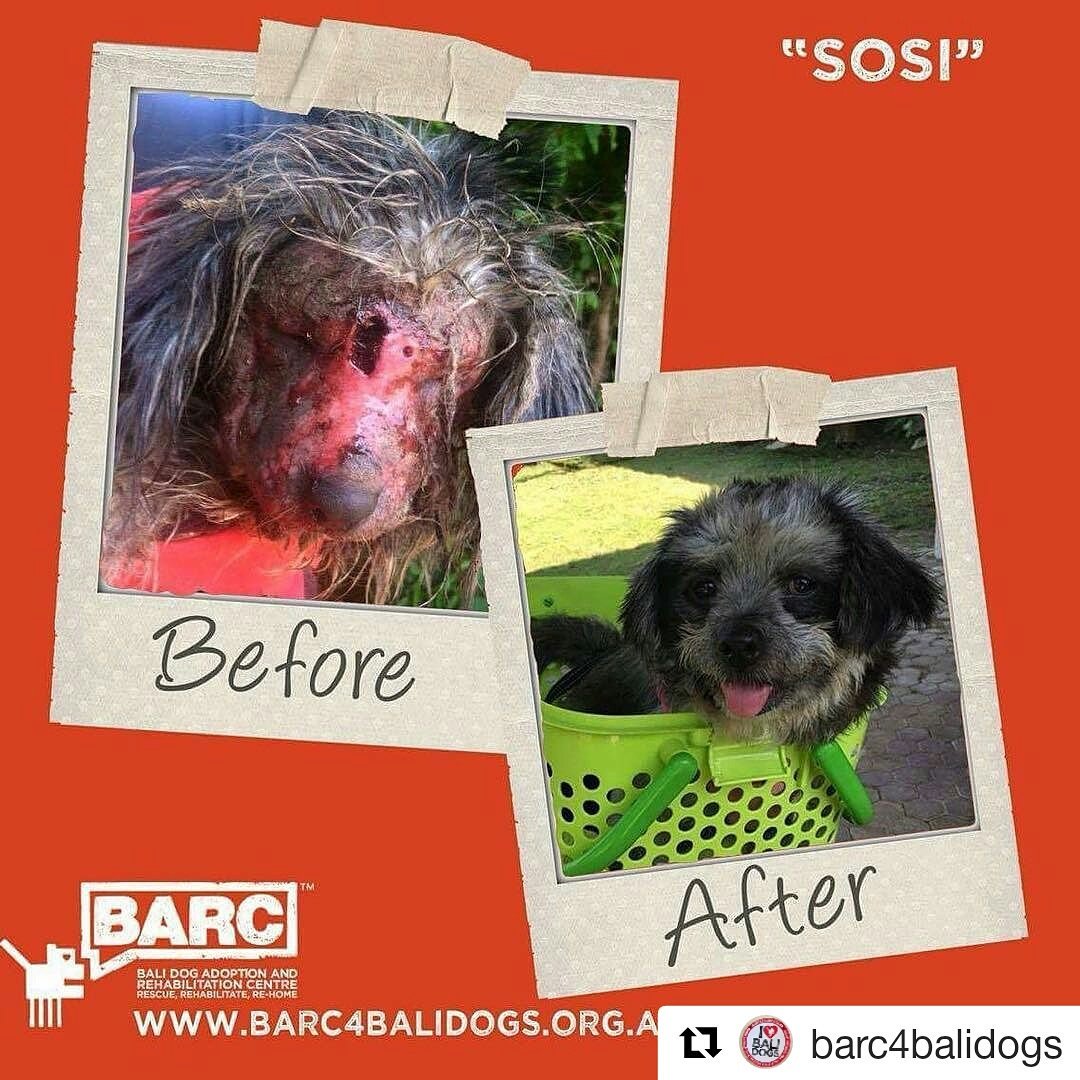 Poppy_MindDogAU's tweet photo. Hard to believe it's the same dog...
This can only happen with lots of #TLC & #Donations.
#Barc4BaliDogs #DogRescue #Bali π΄
#DogsOfTwitter https://t.co/3xvfdoFeiS
