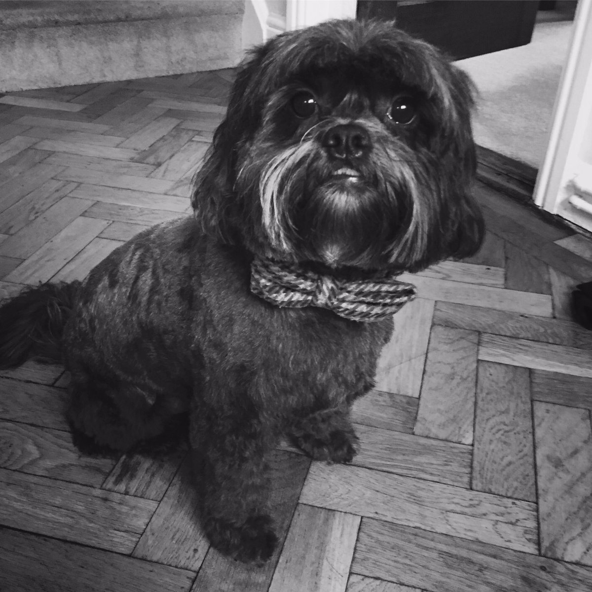 Bollidog's tweet photo. Back from the barbers, looking dapper! https://t.co/cr6b7UKVTR