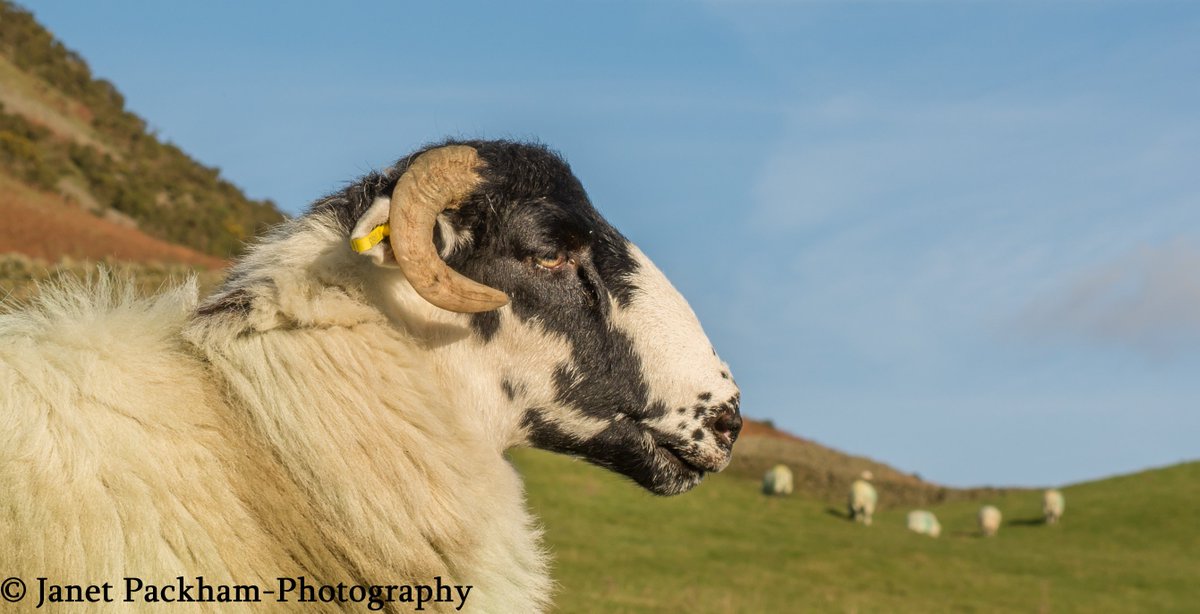 JanetMPackham's tweet photo. Sheep in @visitsedbergh @WoolsOfCumbria @FarmandFell #farms #wool #UKwool #farming #Sheep https://t.co/zLvEcDKPO0