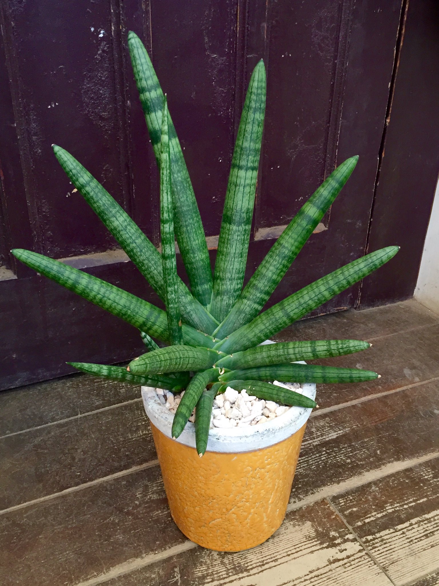 サンスベリア界の最高峰エイレンシス極太大株