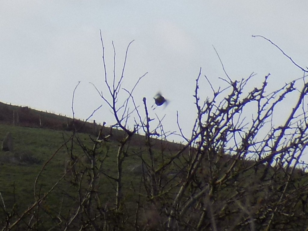#mysterybird #Pembrokeshire #Trefin #Northpembrokeshire