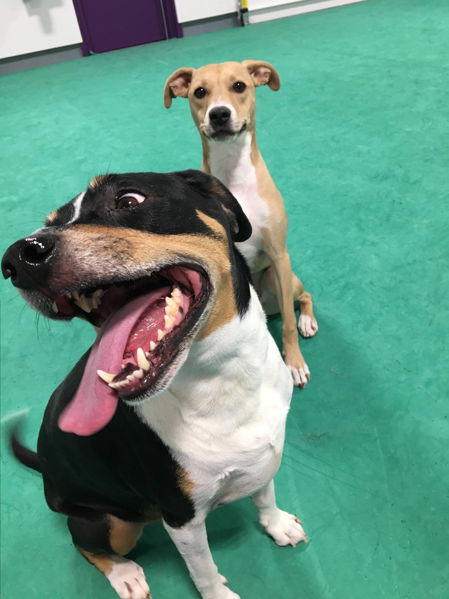 PinnaclePets's tweet photo. "What is that face you're making, Ava?!" - Daisy https://t.co/dmMNQdHPu7