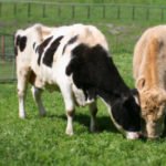 Trying to expand the Animal Sanctuaries category on our database. Can you suggest some? Thanks a lot! #myvegandb >> buff.ly/2jfbPjK