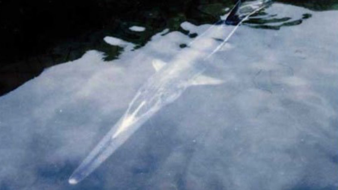 LostSpeciesDay's tweet photo. 10ya the Chinese paddlefish was last seen. Poss. Earth's biggest freshwater fish &amp; probably now #extinct due to dam-building on the Yangtze https://t.co/YZaDqtP2WT