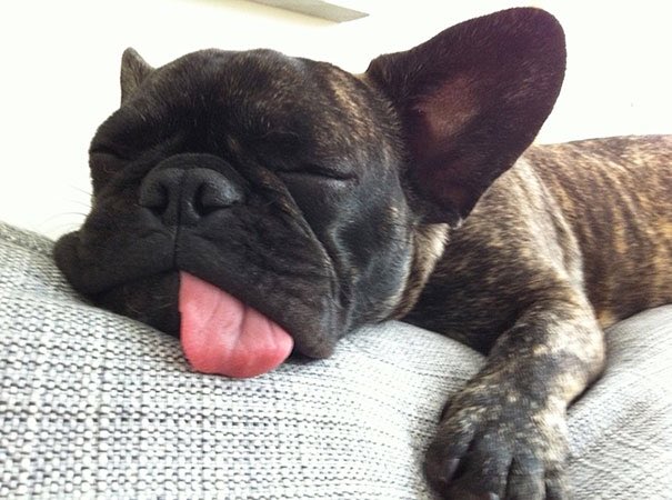 dogpiceveryday's tweet image. Me right now #SundayMorning